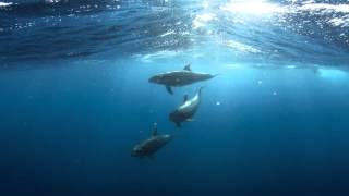 3 horas de som de golfinhos e baleias oceano subaquático [upl. by Hyacinth]