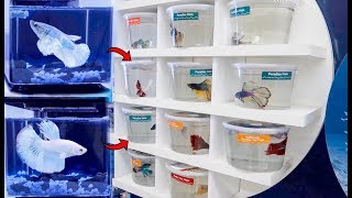 BETTA Fish SHOPPING SPREE BREEDING Betta Fish [upl. by Razaele]