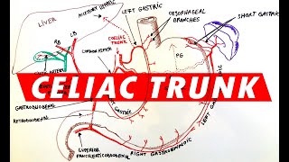 Celiac Trunk  Arterial supply to the Stomach [upl. by Slaohcin]