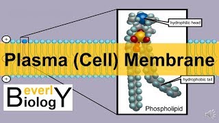 Plasma membrane  Cell Membrane updated [upl. by Moritz]