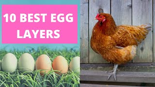 BEST CHICKENS FOR LAYING EGGS [upl. by Assirt]