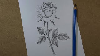 How to draw a realistic rose step by step  Pencil [upl. by Scrivens]