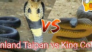 Inland Taipan VS King Cobra [upl. by Ainslee]