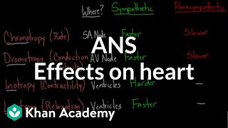 Autonomic nervous system effects on the heart  NCLEXRN  Khan Academy [upl. by Avuha488]