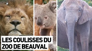 LES COULISSES DU ZOO DE BEAUVAL [upl. by Arada]