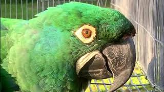 Colorful Emerald Macaw Parrot beautiful macaw [upl. by Deron]