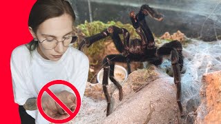 Do NOT Hold These TARANTULAS BeginnerCommon Species Edition [upl. by Alexandra]