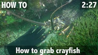 How to Grab Crayfish Rock lobster [upl. by Tye]