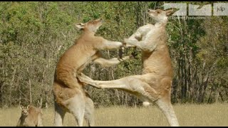 KANGAROO FIGHT [upl. by Doomham]