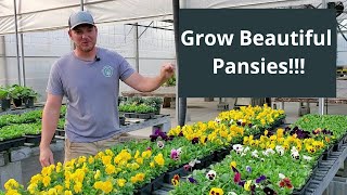 How To Grow and Care For Pansies Everything You Need To Know [upl. by Kirit407]