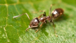 How Crazy Ants Carry Heavy Loads  National Geographic [upl. by Assili]