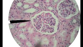 Histology for Beginners [upl. by Eulau]