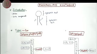 Phospholipid Synthesis Glycerophospholipids  Sphingolipids  Lipid Metabolism Doctor Z [upl. by Uolyram]