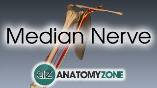 Median Nerve  3D Anatomy Tutorial [upl. by Drape]