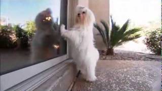 Dog Breeds 101 Video Maltese [upl. by Lusar]