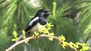 Oriental Magpie Robin Calling amp Close up  Punakha Bhutan [upl. by Dorn]