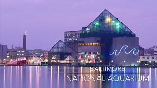 Baltimore National Aquarium Mini Tour [upl. by Hoem134]