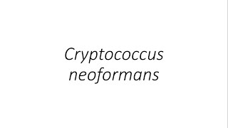 Cryptococcus neoformans  Microbiology [upl. by Burrows]