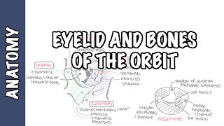 Anatomy Eye Orbit and Eyelid [upl. by Siul52]