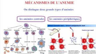 Conduite a tenir devant une anémie [upl. by Chip83]
