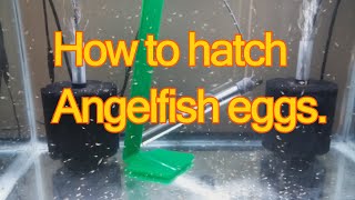 How to hatch angelfish eggs on your own [upl. by Veronika]