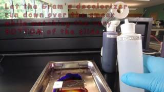 How to Make a Gram Stain [upl. by Downall914]