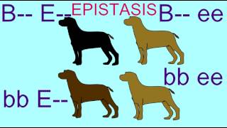 EPISTASIS IN INHERITANCE OF LABRADOR RETRIEVER COAT COLOR [upl. by Oigile]