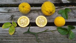 Trifoliate Orange or Hardy or Bitter Orange in Germany Poncirus trifoliata [upl. by Ailis]