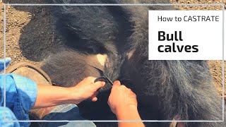 HOW TO CASTRATE A BULL CALF [upl. by Ardella120]