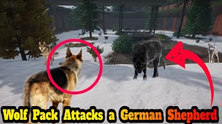 Wolf Pack Attacks a German Shepherd [upl. by Enitsugua]