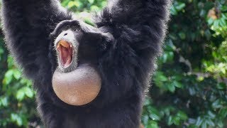 Siamang Gibbons 02  howling and performance [upl. by Nilrah231]