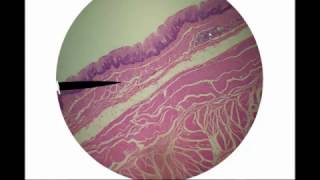 Digestive Histology [upl. by Laumas]