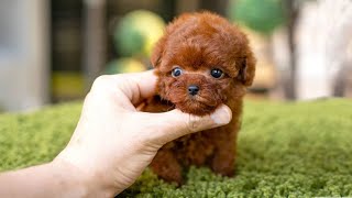 10 Dog Breeds That Have The Cutest Puppies [upl. by Mikey431]