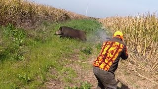 Chasse Aux Sangliers  Superbe Battue Aux Sangliers 2019 [upl. by Amaty230]