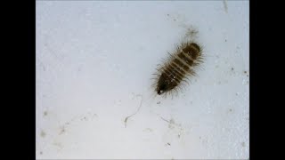 CarpetBeetle Larvae [upl. by Lew]