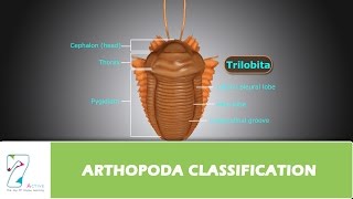 ARTHOPODA CLASSIFICATION [upl. by Zela]