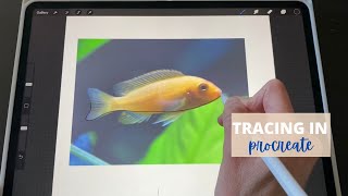 Tracing a photo in Procreate how To step by step Tutorial [upl. by Saxen]