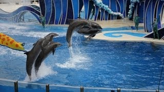 Spectacular dolphin show with perfect picture part 1  Show de golfinhos com imagem perfeita [upl. by Lussi675]