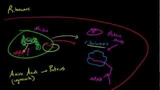 Biology Lecture  21  Ribosomes [upl. by Sheryle]