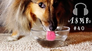 40 Dog Drinking Water Relaxing Sounds Sheltie Shetland Sheepdog [upl. by Naired510]