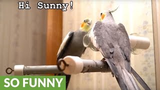 Listen to what this brilliant talking cockatiel can say [upl. by Odnalref891]