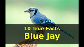 10 True Facts about Blue Jay for Kids with audio [upl. by Purpura]