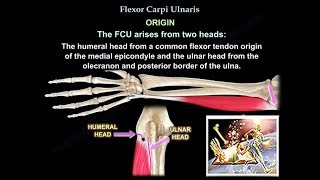 Flexor Carpi Ulnaris  Everything You Need To Know  Dr Nabil Ebraheim [upl. by Ruddy924]