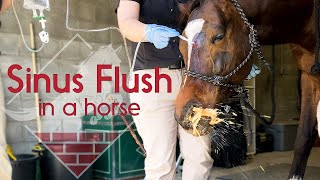 Flushing a Horses Sinus [upl. by Piero715]