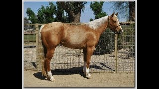 Hollywood Hitracker 2013 AQHA Palomino gelding for sale [upl. by Haymes]