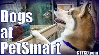 Siberian Husky shopping at PetSmart  Dogs go Shopping [upl. by Yllek]