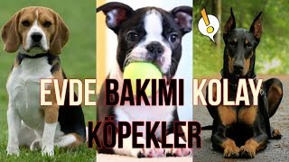 Evde Bakmak İçin İdeal 25 Köpek Cinsi [upl. by Durnan]