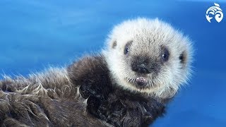 Cutest Sea Otter Pup  Meet Hardy  Vancouver Aquarium [upl. by Aihseyn]