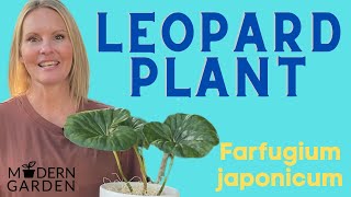 Leopard Plant Houseplant Care  Farfugium Japonicum  MOODY BLOOMS [upl. by Nolahp]