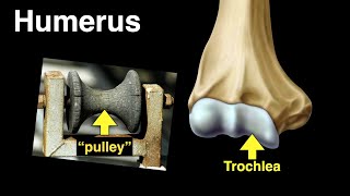 Humerus [upl. by Enyale]